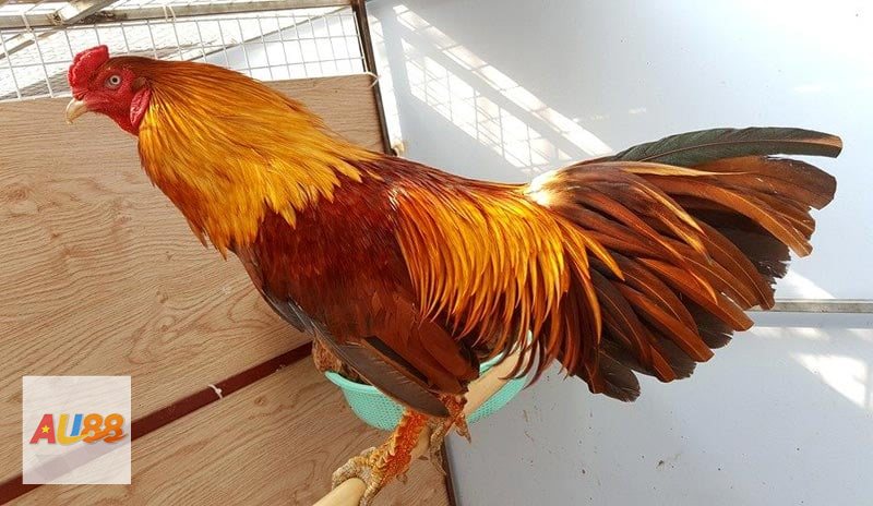 Đá gà AU88 - Thomo hấp dẫn nhờ yếu tố sức bền và bản lĩnh