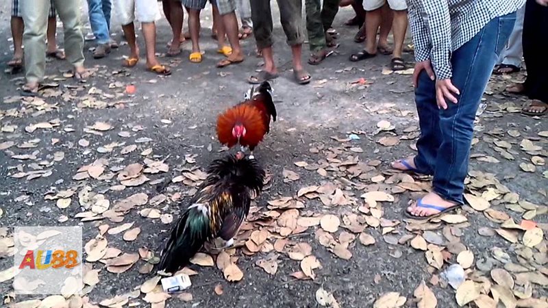 Đá gà đòn - Hình thức truyền thống giàu tính đối kháng