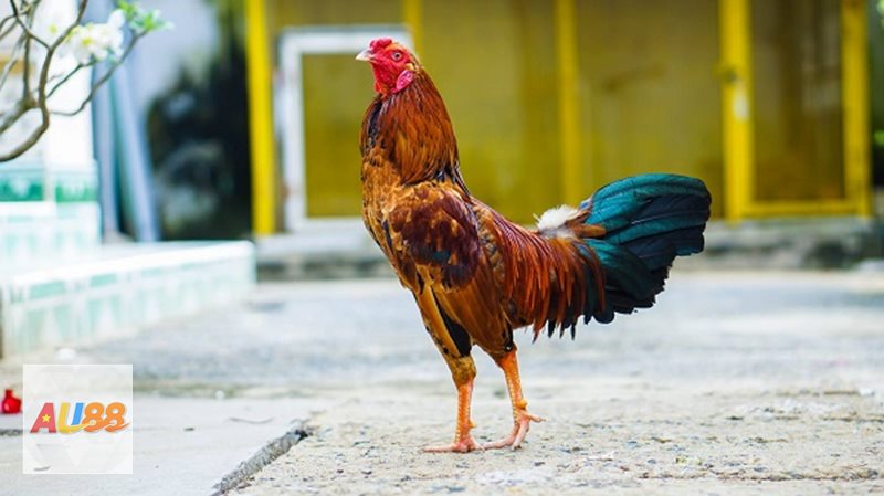 Đá gà Campuchia - Bảng kèo minh bạch, người mới cũng dễ nắm