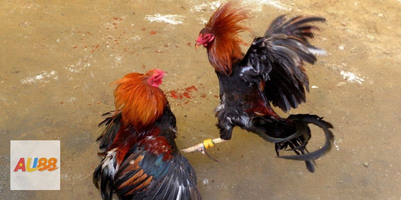 Đá gà đòn - Thi đấu thiên về đòn chân và khả năng áp lực